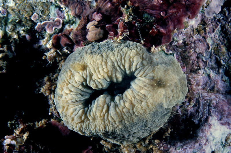 Caryophyllia inornata